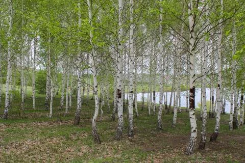 Birch spring Stock Photos