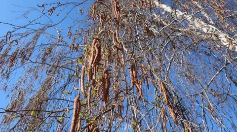Birch in the spring. Stock Photos