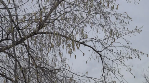 Birch at spring time Stock Footage 37638814