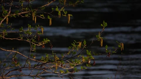 Birch sprouce on the branches.  Background flowing water. Stock Footage 269506570