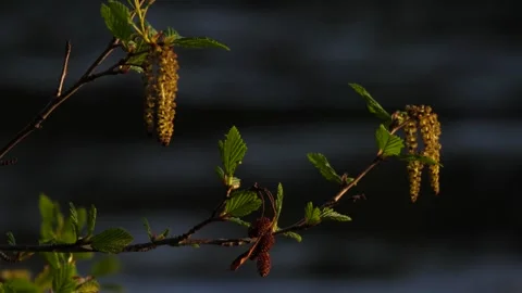 Birch Sprouse. Water flows on background. Stock Footage 269506568