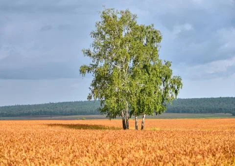 Birch stands among the fields of wheat against the blue sky Stock Photos