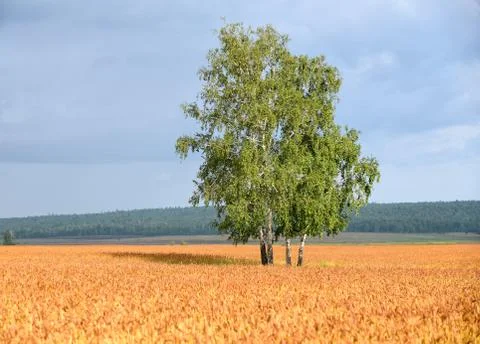 Birch stands the fields of wheat Stock Photos