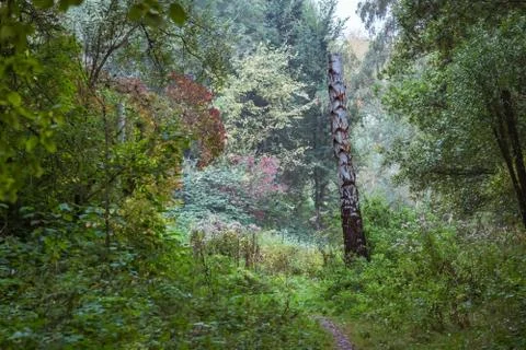 Birch stem in evening light along path through woods. Foto stock