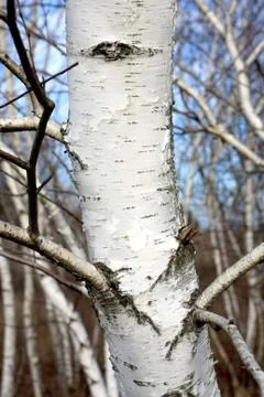 Birch stem Stock Photos