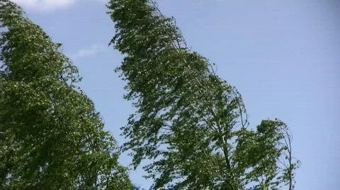 Birch in storm Video stock 447824