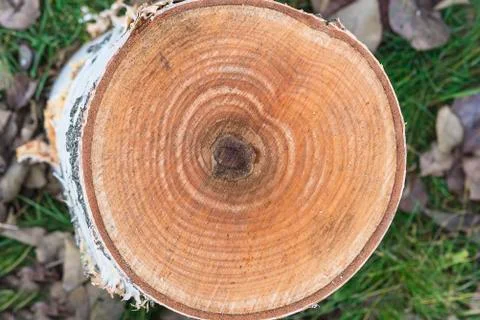 Birch stump close up Stock Photos