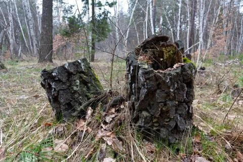 Birch stumps in forest Foto stock