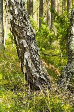 Birch in summer on the background of the deep forest in Belarus Stock Photos