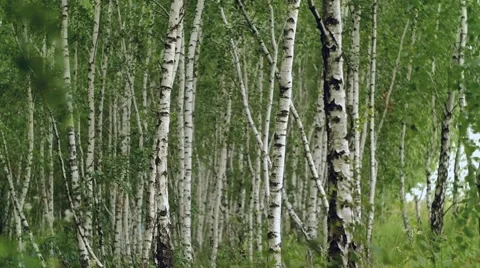 Birch in summer on the wind 스톡 동영상 58167404