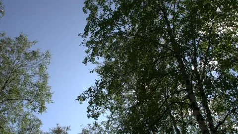 Birch in the sun Stock Footage 170056256