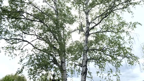 Birch in the sun in the forest 库存影片 240434950
