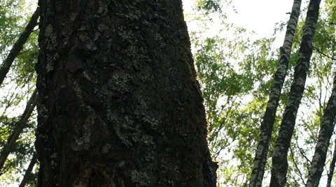 Birch in sunlight Stock-Footage 57316872