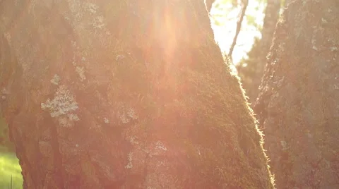 Birch in sunlight Video stock 57316916