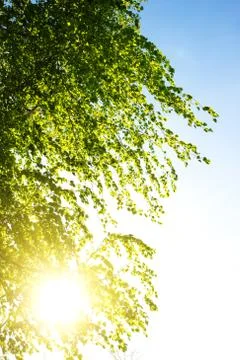 Birch at sunset. Spring landscape. Stock Photos