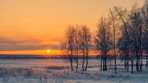 Birch at sunset in winter Stock Photos