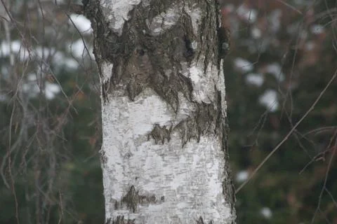 A birch surface in winter Stock Photos