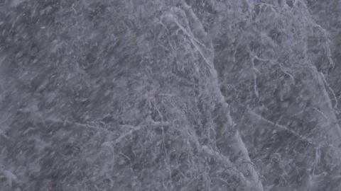 Birch sway during heavy snowfall Video stock 301806901