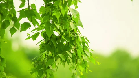 Birch swaying. Blurred background. HD 1080. Stock Footage 39847701