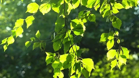 Birch swaying in a strong wind Stock Footage 169792958