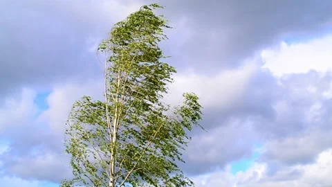 A birch sways against a blue sky with white clouds. Hurricane wind in sunny day. Stock Footage 153409492
