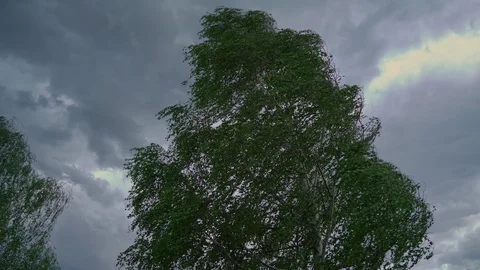 Birch sways in strong wind Stock Footage 109182608