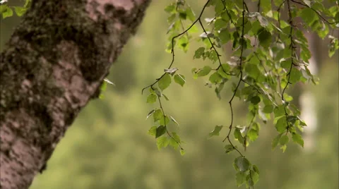 A birch, Sweden. Stock-Footage 51823391