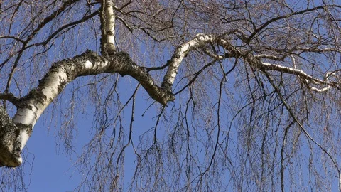 Birch is swollen on a skewer Stock Footage 127784440