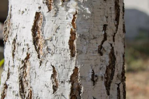 Birch texture Stock Photos
