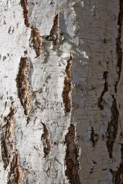 Birch texture Stock Photos