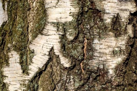 Birch texture Foto stock