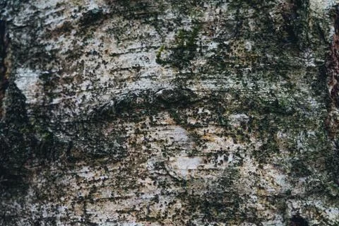 Birch texture in winter close-up Stock Photos