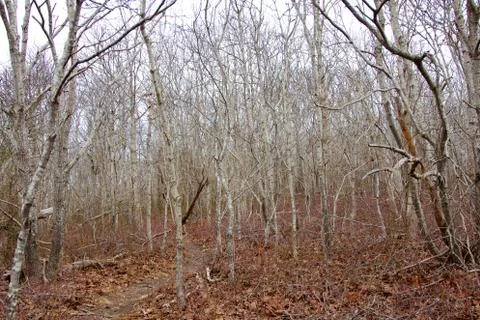 Birch thicket Stock Photos