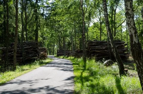Birch timber at road Stock Photos