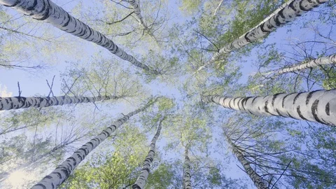 Birch Tops in the Spring Forest Stock Footage 111292051