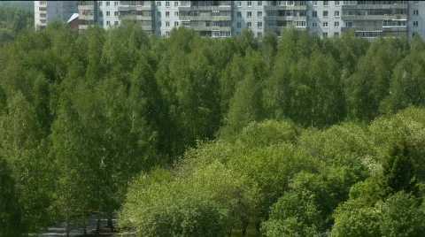 Birch in town Stock Footage 531924
