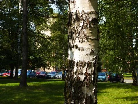 Birch in town Stock Photos