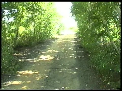 Birch Trail Stock Footage 343662584