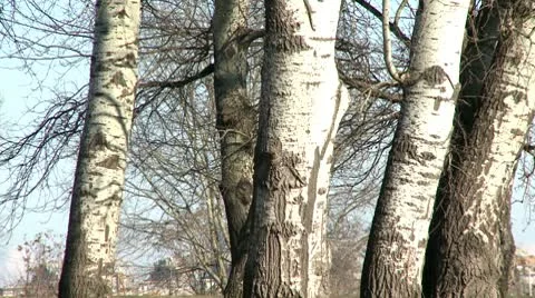 Birch tree 1 Video stock 10710015