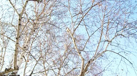 Birch tree 5 Stock Footage 10711635