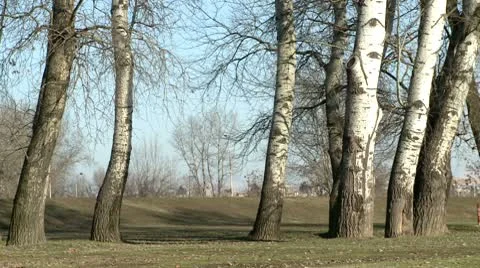 Birch tree 6 Stock Footage 10710018