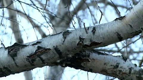 Birch tree 8 Stock Footage 10709873