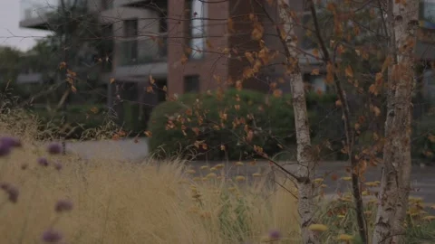 Birch Tree and Ornamental Grasses in Urban Park, Autumn Stock Footage 341430743