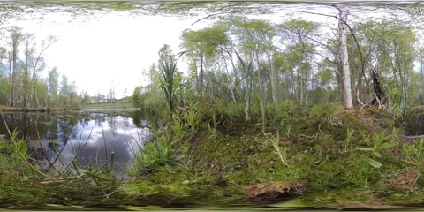 Birch Tree and Park Pond Time Lapse - 360 VR Stock Footage 131502563