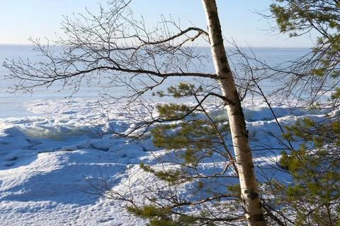 Birch tree and pine tree on snowy and icy landscape background, sunny day Stockfoto's