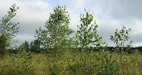 Birch tree and pine trees in warm summer day Stock Footage 87168283
