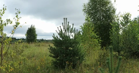 Birch tree and pine trees in warm summer day Stock Footage 87168355