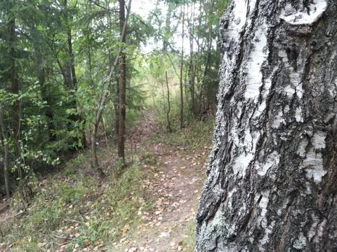 Birch tree and road Foto stock