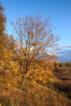 Birch tree in the autumn background Foto stock