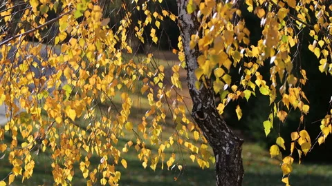 Birch tree autumn close up. Stock Footage 163914012